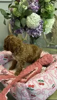 Daisy, a female Goldendoodle for sale in Emmett, ID – 5 of 5