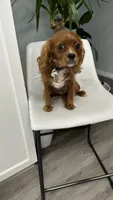 CKC cavapoo Georgie, a male Cavapoo for sale in Emmett, ID – 3 of 5