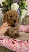 Nancy mini Goldendoodle F1b, a female Goldendoodle for sale in Emmett, ID – 4 of 5