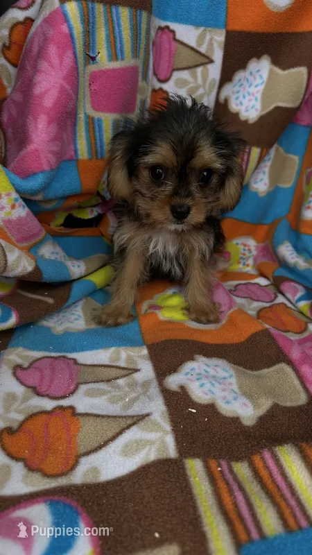 Max – Cavalier King Charles Spaniel, Yorkshire Terrier puppy for sale in Emmett, ID