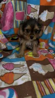 Max, a male Cavalier King Charles Spaniel and Yorkshire Terrier for sale in Emmett, ID – 1 of 6