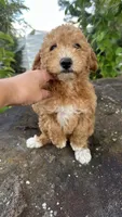 Kevin, a male Goldendoodle for sale in Emmett, ID – 1 of 3