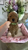 Lyle mini Goldendoodle F1b , a male Goldendoodle for sale in Emmett, ID – 5 of 5