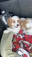 CKC Cavapoo Alex, a male Cavapoo for sale in Emmett, ID – 2 of 5