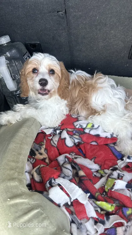 CKC Cavapoo Alex – Cavapoo puppy for sale in Emmett, ID