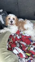 CKC Cavapoo Alex, a male Cavapoo for sale in Emmett, ID – 1 of 5