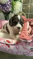 CKC Cavapoo Esmeralda , a female Cavapoo for sale in Emmett, ID – 5 of 5