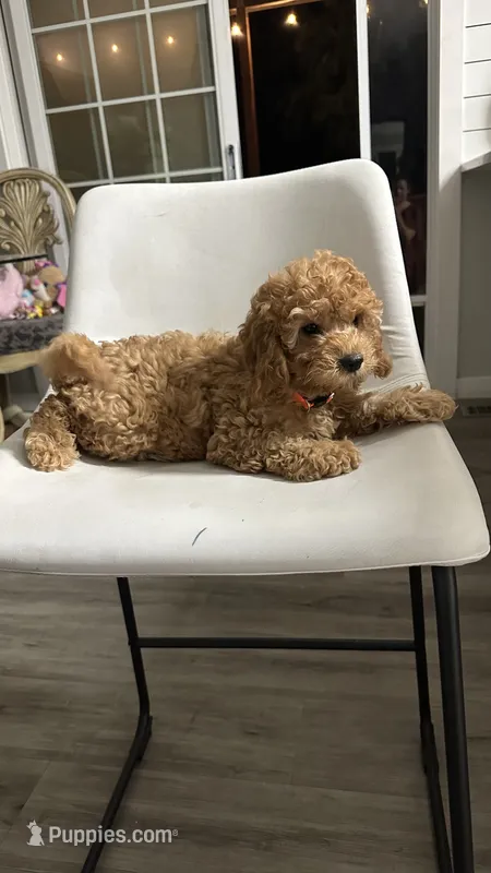 Ckc Cavapoo Denny – Cavapoo puppy for sale in Emmett, ID