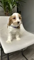CKC cavapoo Jenny, a female Cavapoo for sale in Emmett, ID – 5 of 5