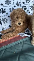 Star, a male Goldendoodle for sale in Emmett, ID – 2 of 4