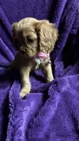 Ruby, a female Cavalier King Charles Spaniel and Poodle - Miniature  for sale in Emmett, ID – 3 of 6