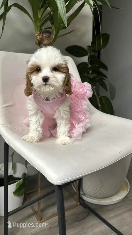 Ckc cavapoo Aria – Cavapoo puppy for sale in Emmett, ID