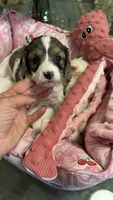 CKC Cavapoo Esmeralda , a female Cavapoo for sale in Emmett, ID – 4 of 5