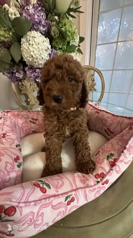 Kevin mini Goldendoodle F1b  – Goldendoodle puppy for sale in Emmett, ID