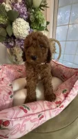 Kevin mini Goldendoodle F1b , a male Goldendoodle for sale in Emmett, ID – 1 of 6