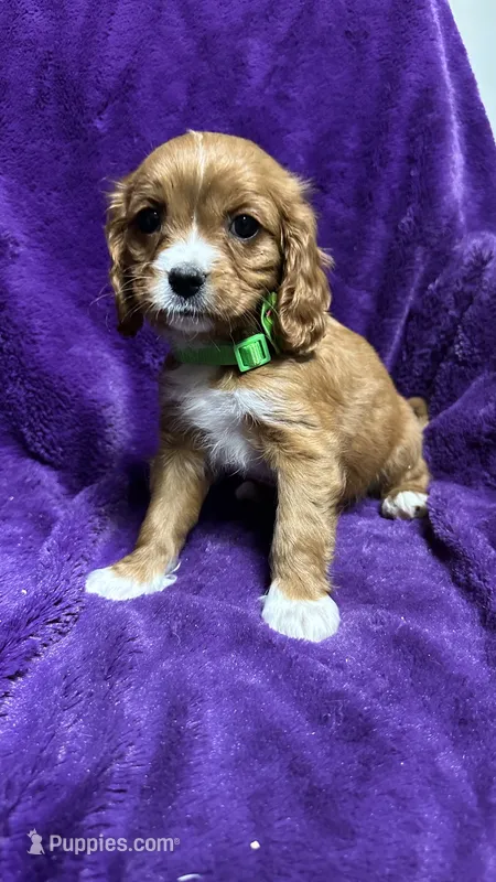 Rosie – Cavalier King Charles Spaniel, Poodle - Miniature  puppy for sale in Emmett, ID