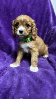 Rosie, a female Cavalier King Charles Spaniel and Poodle - Miniature  for sale in Emmett, ID – 1 of 6
