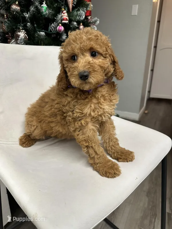 Mini Goldendoodle Cody , a male Goldendoodle for sale in Emmett, ID – Photo 1 of 5