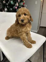 Mini Goldendoodle Cody , a male Goldendoodle for sale in Emmett, ID – Photo 1 of 5