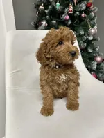 Mini Goldendoodle Cody , a male Goldendoodle for sale in Emmett, ID – Photo 5 of 5