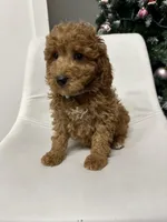 Mini Goldendoodle Cody , a male Goldendoodle for sale in Emmett, ID – Photo 3 of 5