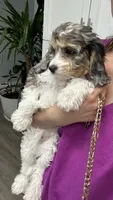 Ckc cavapoo Candy, a female Cavapoo for sale in Emmett, ID – 2 of 5