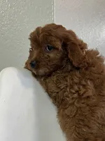 processed/e88b9cfc-e096-4655-9e80-16a772add41b/listing/77b47982-0f82-45cd-bf0f-009bdbf9b9de/4be4f849-41c3-45d8-8883-62d23f86e1f8