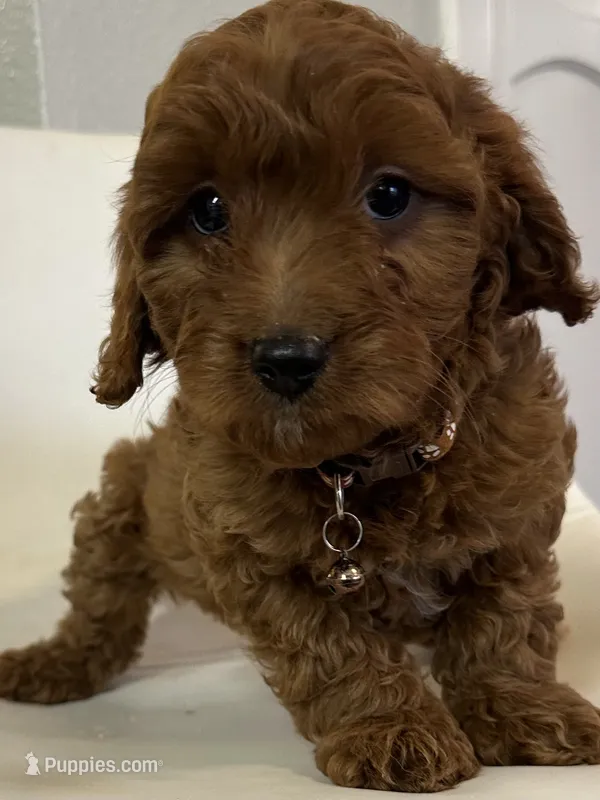 Ckc cavapoo Ruby