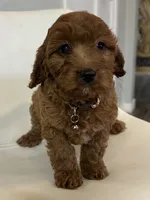 processed/e88b9cfc-e096-4655-9e80-16a772add41b/listing/77b47982-0f82-45cd-bf0f-009bdbf9b9de/6ecfd127-b697-4a48-8c39-4763fbd9d822