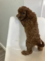 processed/e88b9cfc-e096-4655-9e80-16a772add41b/listing/77b47982-0f82-45cd-bf0f-009bdbf9b9de/9cf97628-fe35-465e-b79e-24371b6746d9