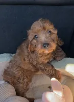 processed/e88b9cfc-e096-4655-9e80-16a772add41b/listing/77b47982-0f82-45cd-bf0f-009bdbf9b9de/fa07d418-36e3-4f8d-bcfd-2e1e33fb8ca9