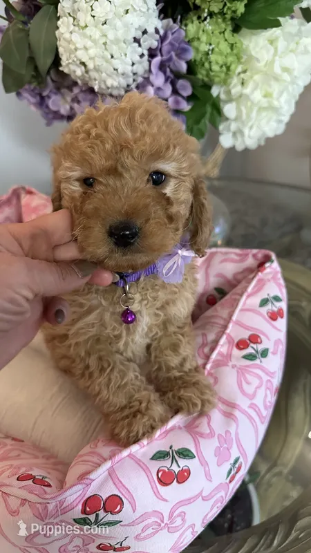 Nancy mini Goldendoodle F1b – Goldendoodle puppy for sale in Emmett, ID