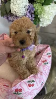 Nancy mini Goldendoodle F1b, a female Goldendoodle for sale in Emmett, ID – 1 of 5