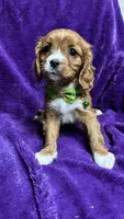 Rosie, a female Cavalier King Charles Spaniel and Poodle - Miniature  for sale in Emmett, ID – 2 of 6