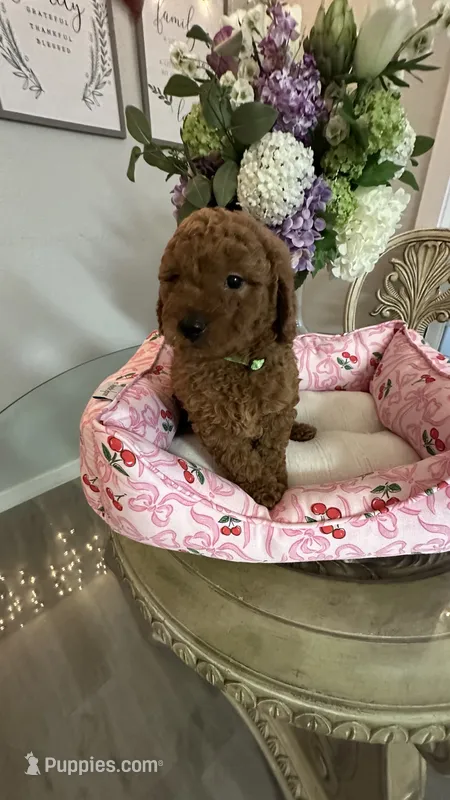 Lyle mini Goldendoodle F1b  – Goldendoodle puppy for sale in Emmett, ID