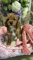 Daisy, a female Goldendoodle for sale in Emmett, ID – 2 of 5