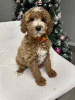Mini poodle Ella, a female Poodle - Miniature  for sale in Emmett, ID – Photo 4 of 6