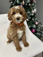 Mini poodle Ella, a female Poodle - Miniature  for sale in Emmett, ID – Photo 3 of 6