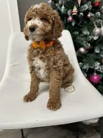 Mini poodle Ella, a female Poodle - Miniature  for sale in Emmett, ID – Photo 2 of 6