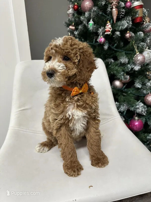 Mini poodle Ella – Poodle - Miniature  puppy for sale in Emmett, ID