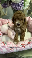 Diva, a female Goldendoodle for sale in Emmett, ID – 4 of 4