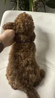 Ckc cavapoo Rosie, a female Cavapoo for sale in Emmett, ID – 3 of 4
