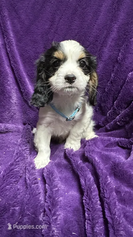 Max – Cavalier King Charles Spaniel, Poodle - Miniature  puppy for sale in Emmett, ID
