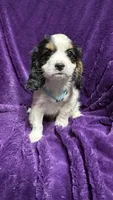 Max, a male Cavalier King Charles Spaniel and Poodle - Miniature  for sale in Emmett, ID – 1 of 4