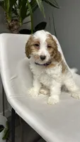 CKC cavapoo Jenny, a female Cavapoo for sale in Emmett, ID – 2 of 5