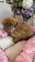 Nancy mini Goldendoodle F1b, a female Goldendoodle for sale in Emmett, ID – 3 of 5