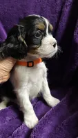 Jackson , a male Cavalier King Charles Spaniel and Poodle - Miniature  for sale in Emmett, ID – 4 of 5