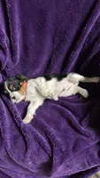 Jackson , a male Cavalier King Charles Spaniel and Poodle - Miniature  for sale in Emmett, ID – 3 of 5