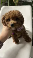 Ckc cavapoo Rosie, a female Cavapoo for sale in Emmett, ID – 4 of 4