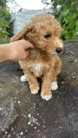 Kevin, a male Goldendoodle for sale in Emmett, ID – 3 of 3